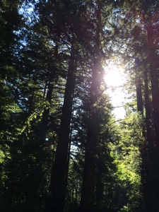 Sequoia sunrise